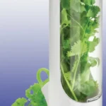 حافظه اعشاب بيضاء بداخلها كزبرة خضراء طازجة ونضرة