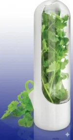 حافظه اعشاب بيضاء بداخلها كزبرة خضراء طازجة ونضرة