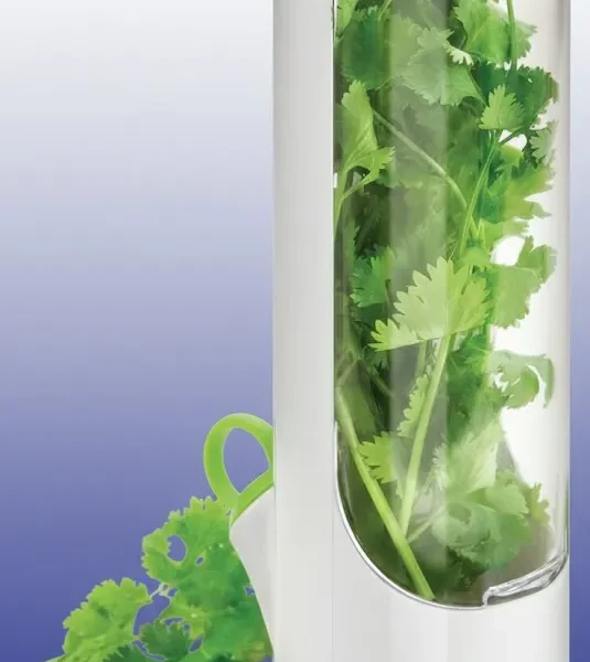 حافظه اعشاب بيضاء بداخلها كزبرة خضراء طازجة ونضرة